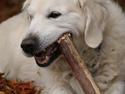 Golden retriever Balou