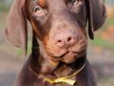 Dobermann Proud Danish Free Falkor