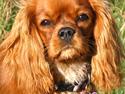 Cavalier king charles spaniel Nellie 30/3-12 - 4/9-17