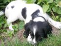 Field Trial spaniel Bella