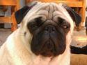 Mops Fussi