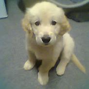 Golden retriever Simba