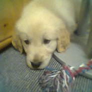 Golden retriever Simba