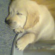 Golden retriever Simba