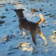 Dansk svensk gaardhund Silke