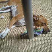 Dansk svensk gaardhund Silke