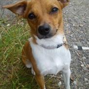 Dansk svensk gaardhund Silke