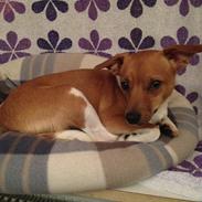 Dansk svensk gaardhund Silke