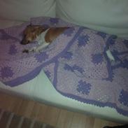 Dansk svensk gaardhund Silke