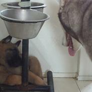 Malinois Isell's Uno