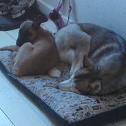 Malinois Isell's Uno