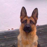 Schæferhund soffi