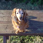 Dværggravhund Skipper / Bebsen