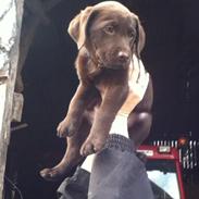 Blanding af racer Eddie