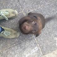 Blanding af racer Eddie