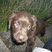 Blanding af racer Eddie