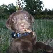 Blanding af racer Eddie