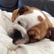 Engelsk bulldog Putte