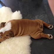 Engelsk bulldog Putte