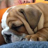 Engelsk bulldog Putte