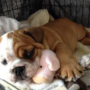 Engelsk bulldog Putte