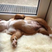 Engelsk bulldog Putte