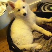 Hvid schæfer Kjærsgaards Chako, kaldenavn Thomas