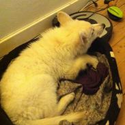 Hvid schæfer Kjærsgaards Chako, kaldenavn Thomas