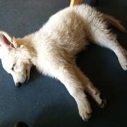 Hvid schæfer Kjærsgaards Chako, kaldenavn Thomas