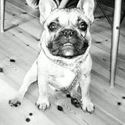 Fransk bulldog Muttley