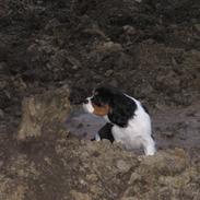 Cavalier king charles spaniel Kræn's Fabulous Funny Female