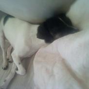 Blanding af racer tessa