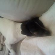 Blanding af racer tessa