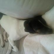 Blanding af racer tessa