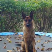 Schæferhund soffi