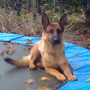 Schæferhund soffi