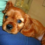 Cavalier king charles spaniel Lucy