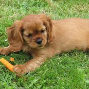 Cavalier king charles spaniel Lucy