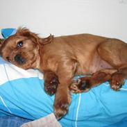 Cavalier king charles spaniel Lucy