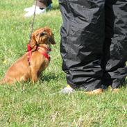 Cavalier king charles spaniel Lucy