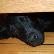 Flat coated retriever Tanima Flatcoats - Catch A Wave "Homer"
