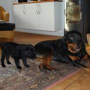 Flat coated retriever Tanima Flatcoats - Catch A Wave "Homer"