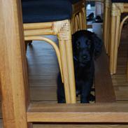 Flat coated retriever Tanima Flatcoats - Catch A Wave "Homer"