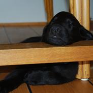 Flat coated retriever Tanima Flatcoats - Catch A Wave "Homer"