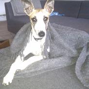 Whippet Mille