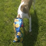Whippet Mille