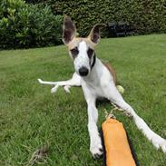 Whippet Mille
