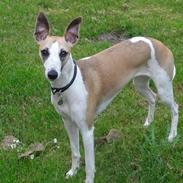 Whippet Mille