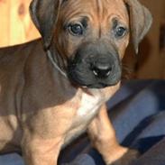 Rhodesian ridgeback Kuzungas Hamisi Aslan