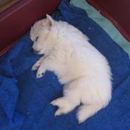 Japansk spids Anushka-Sharma